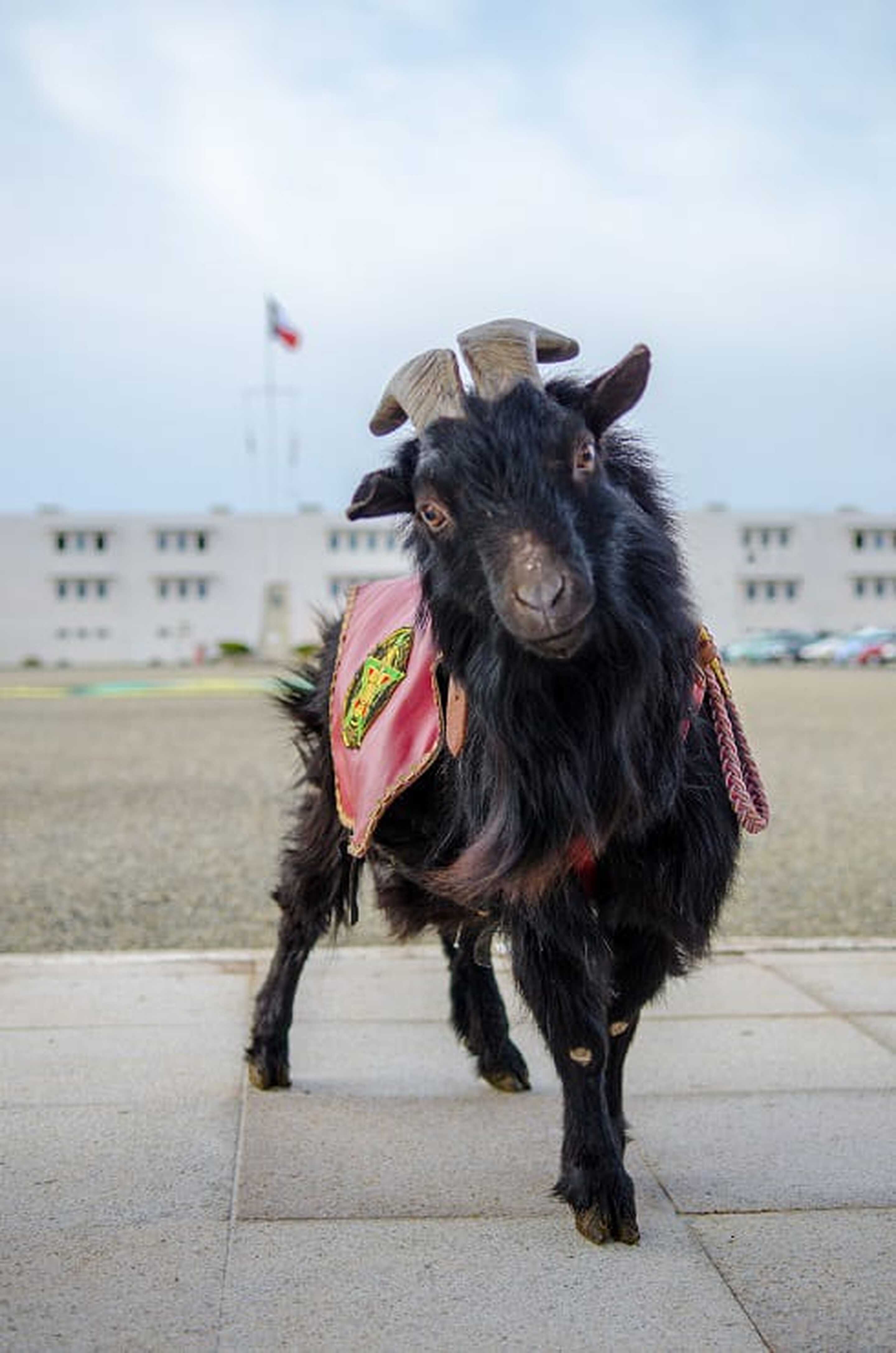 Journée mondiale des animaux