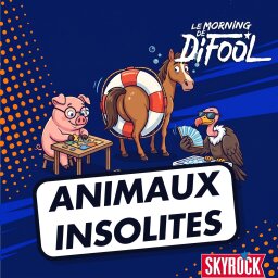 Animaux insolites : porcs, chevaux et vautours au Morning de Difool